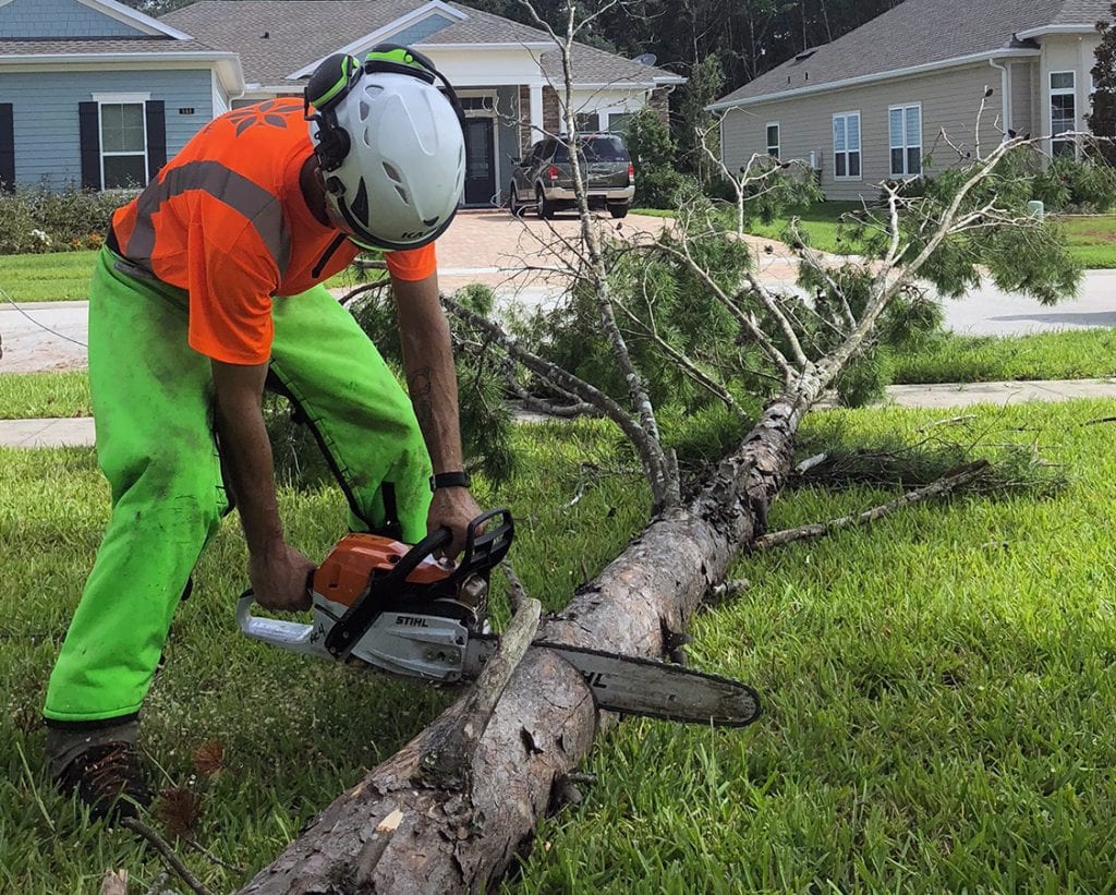 Yellowstone Tree Care Photo