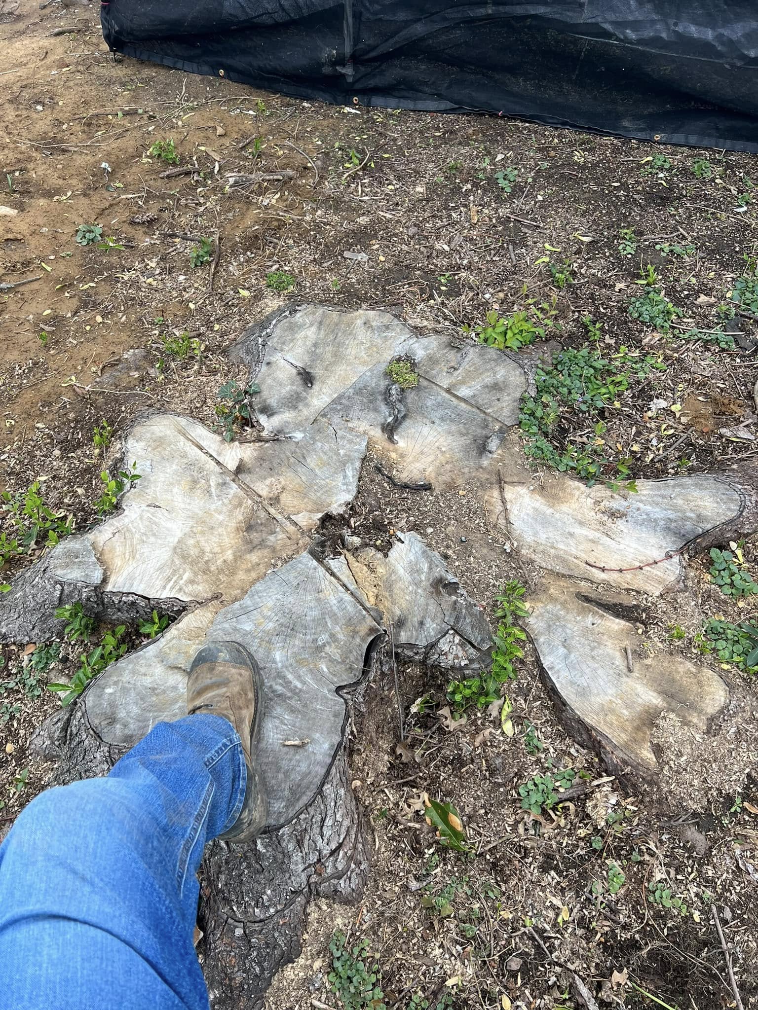 Abracadabra Stump Grinding Image