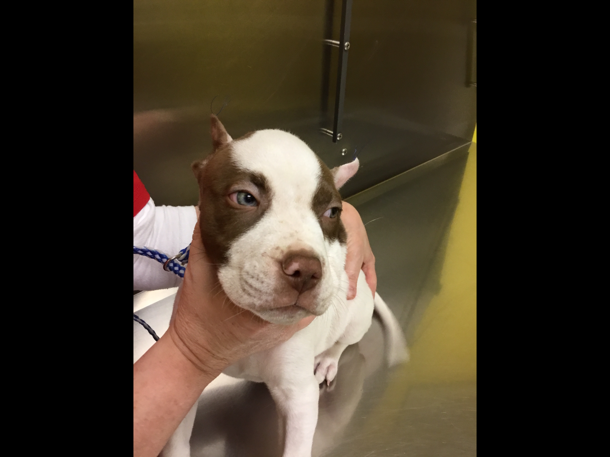 Happy Pets Vets Logo