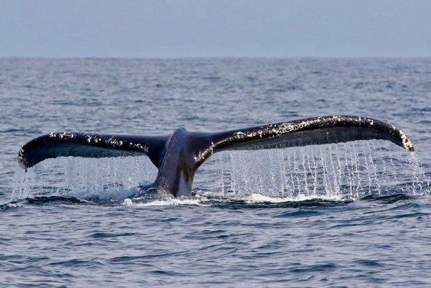 Images Dockside Charters and Whale Watching Tours