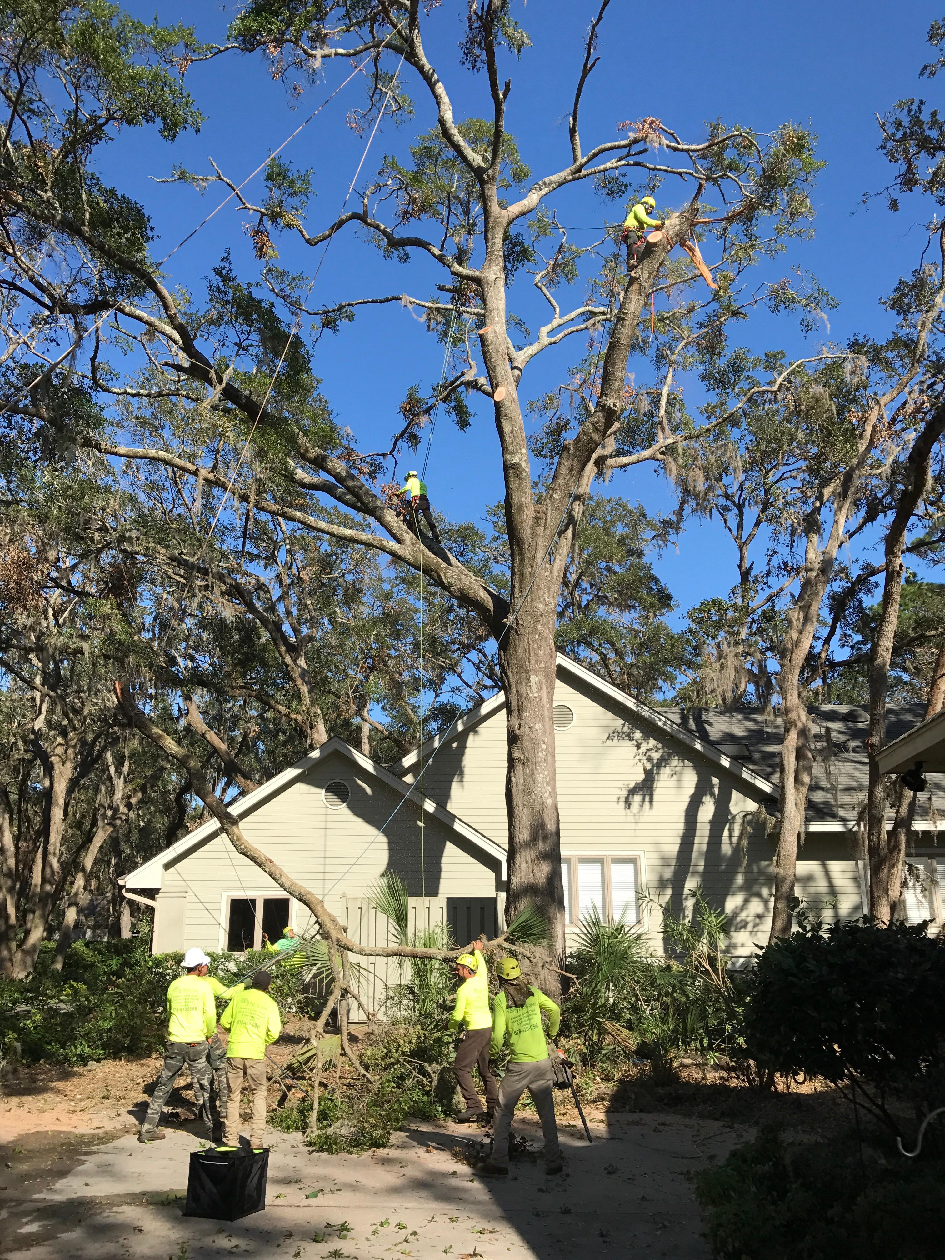 AAA Tree Experts Logo