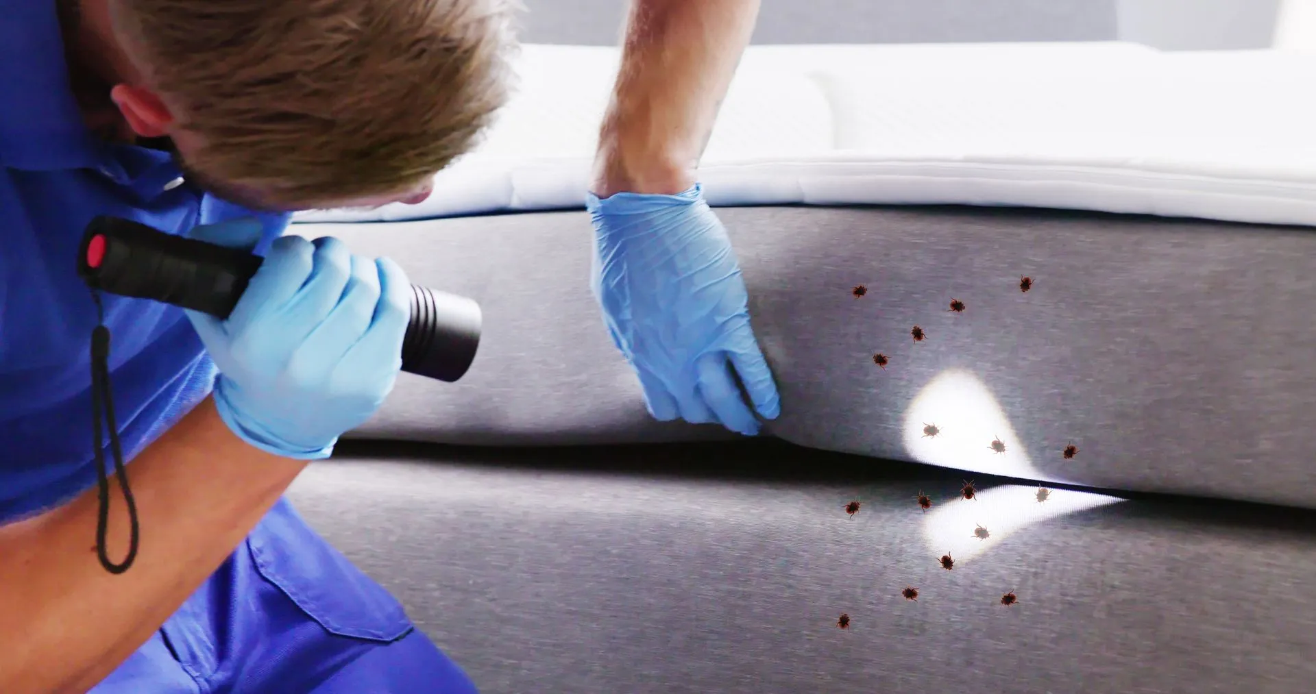 Bed Bug Treatment