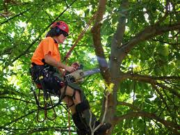 Summit Tree Care LLC Image