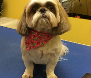 Woofs Pet Salon Photo