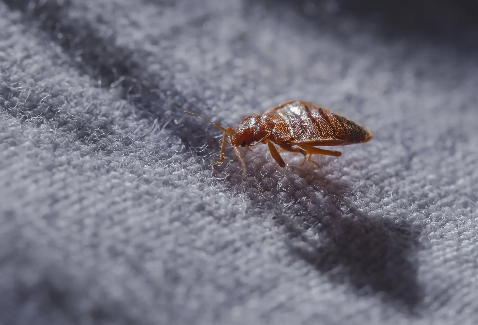 Bed Bugs