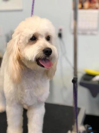 Images Grooming Haven