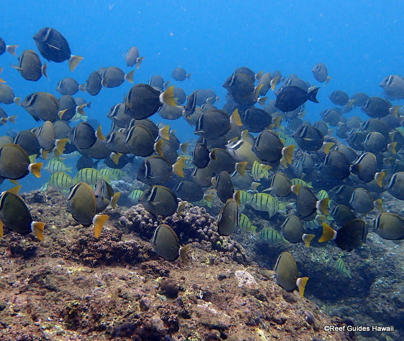 Images Reef Guides Hawaii