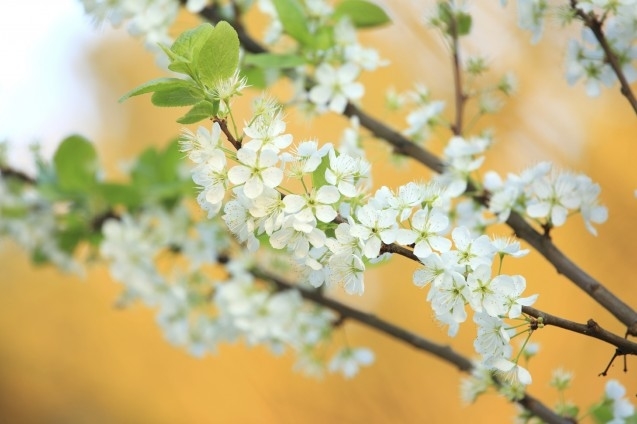Images Psychology Health Solutions