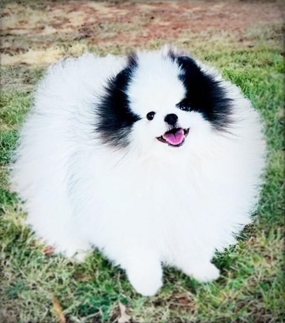 Belle House Pomeranians Image