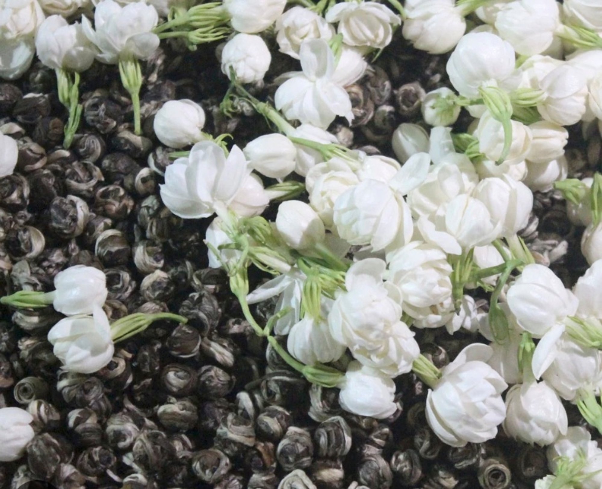 Vietnamese Jasmine Pearl Cup