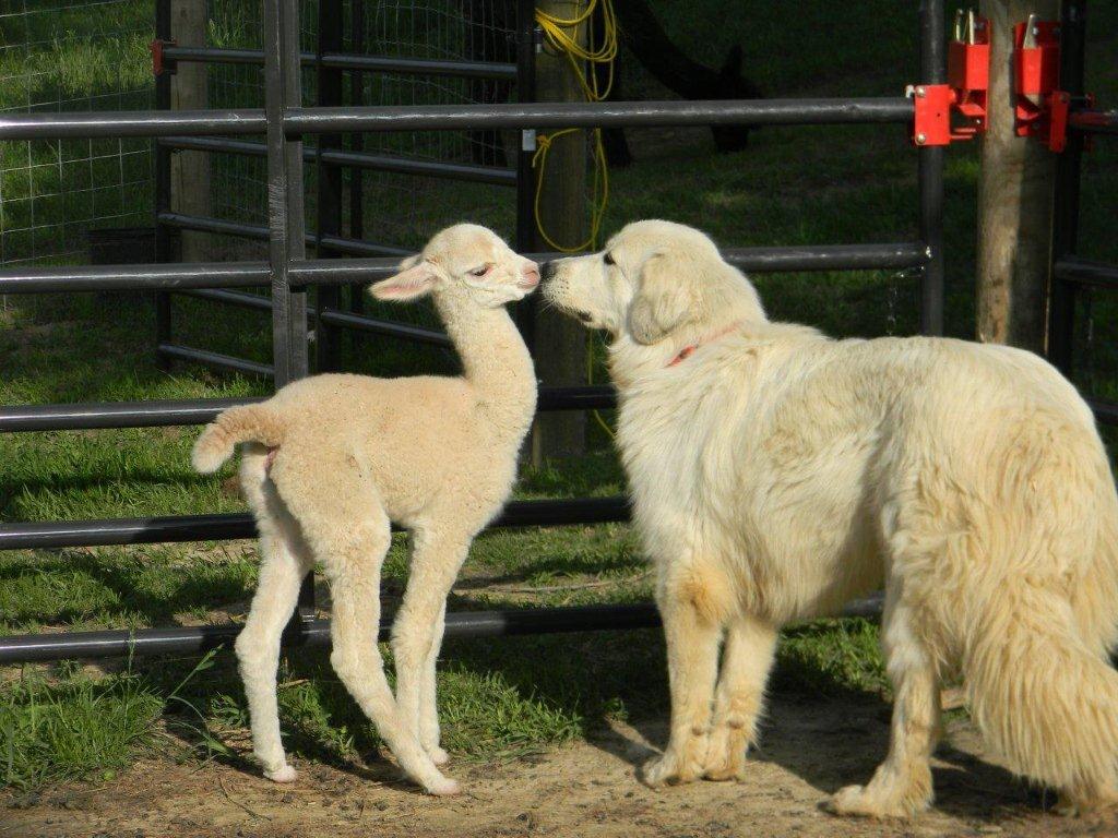 Home Sweet Home Farms Logo