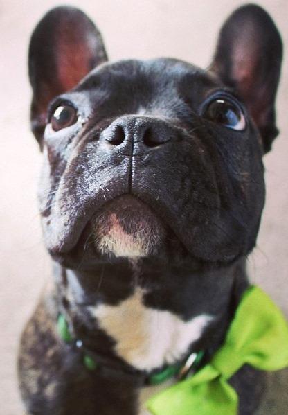 Pet Relocation Image