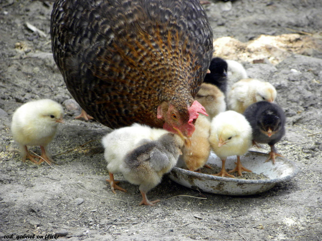 Poultry Drinker