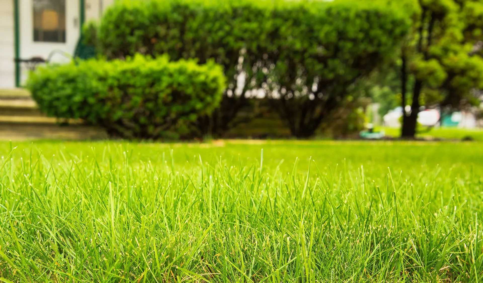 Weed Control