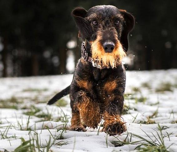 Pet Relocation Image