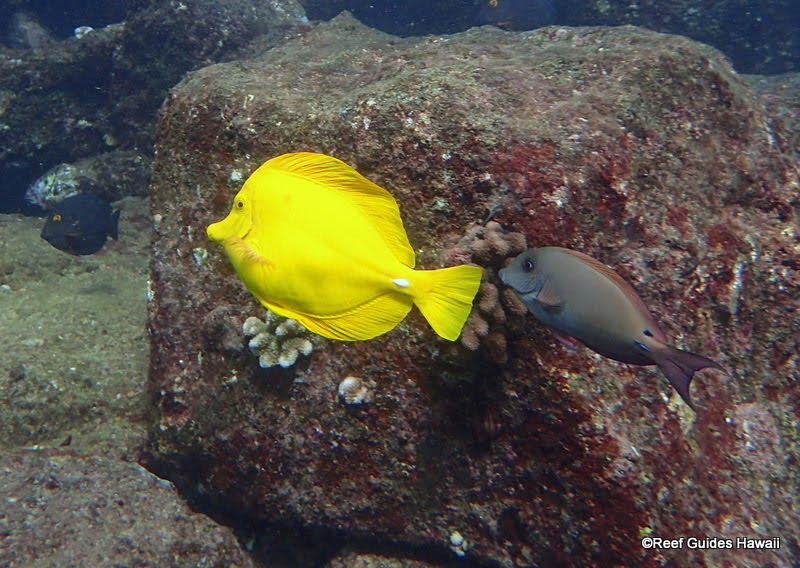 Images Reef Guides Hawaii