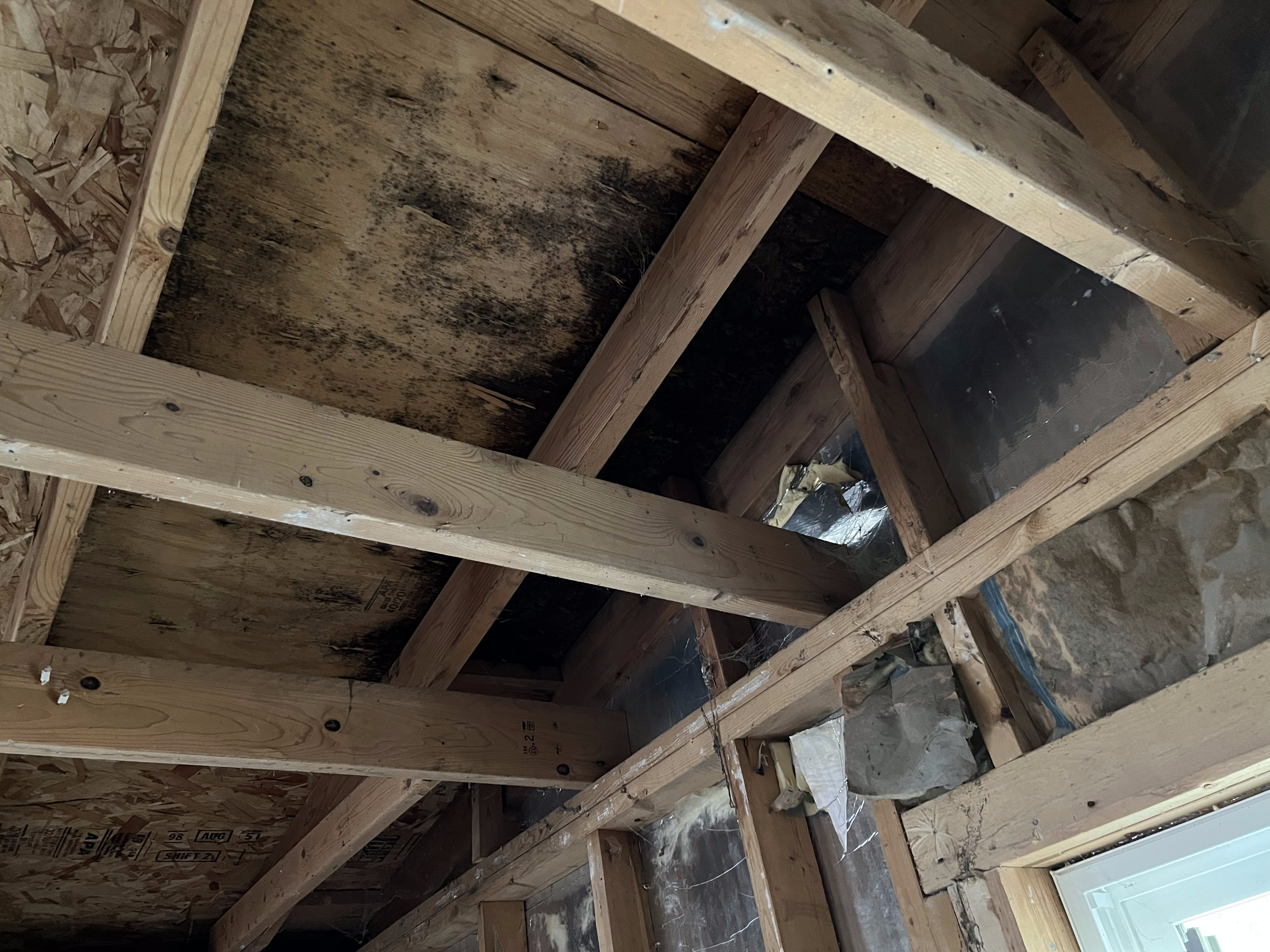 Mold in attic.