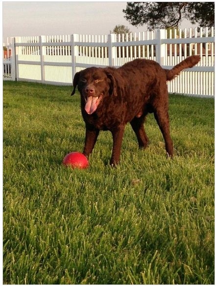 Canine Country Club Photo