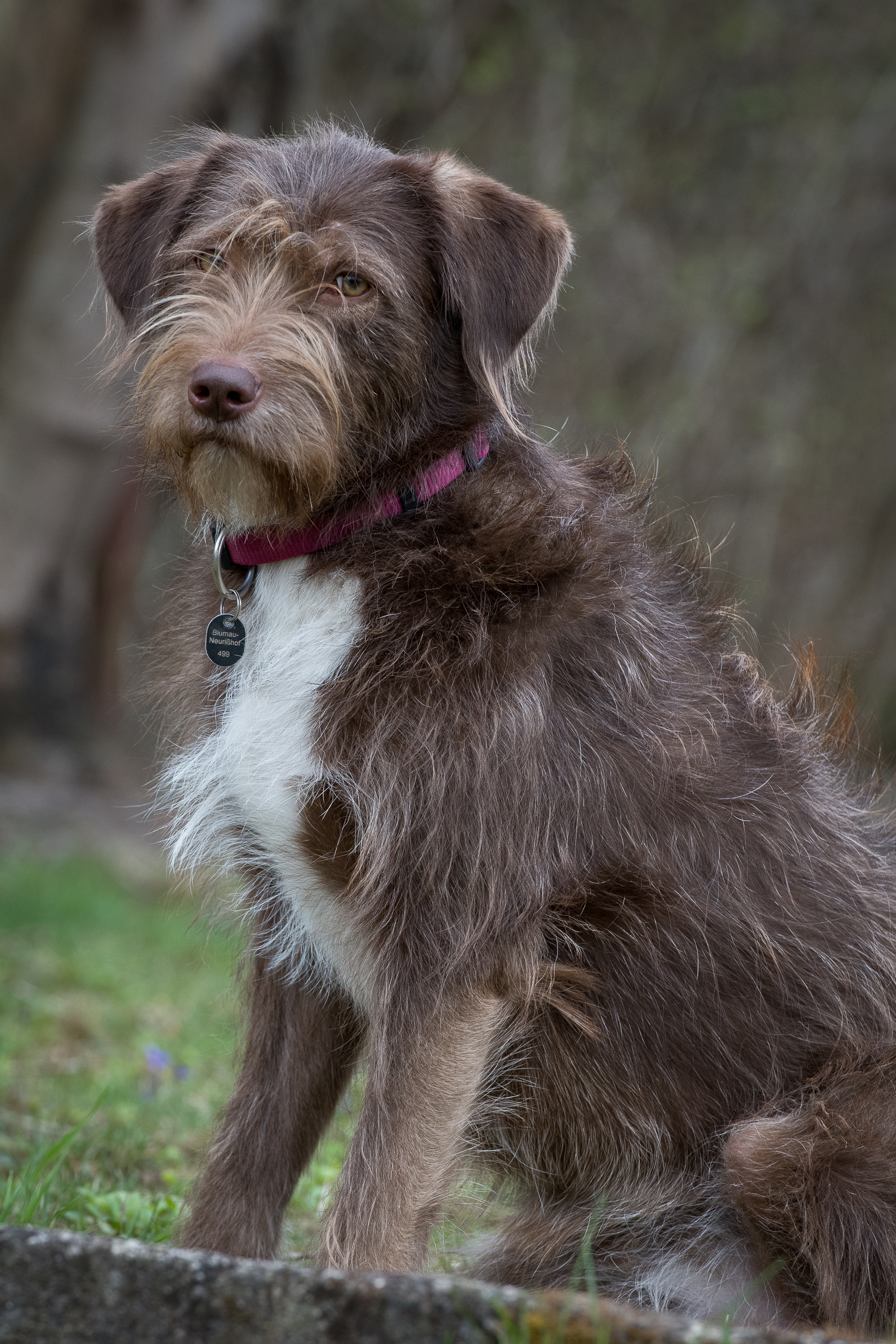 Bilder BELLE VITA - Balance & Harmonie für Deinen Hund