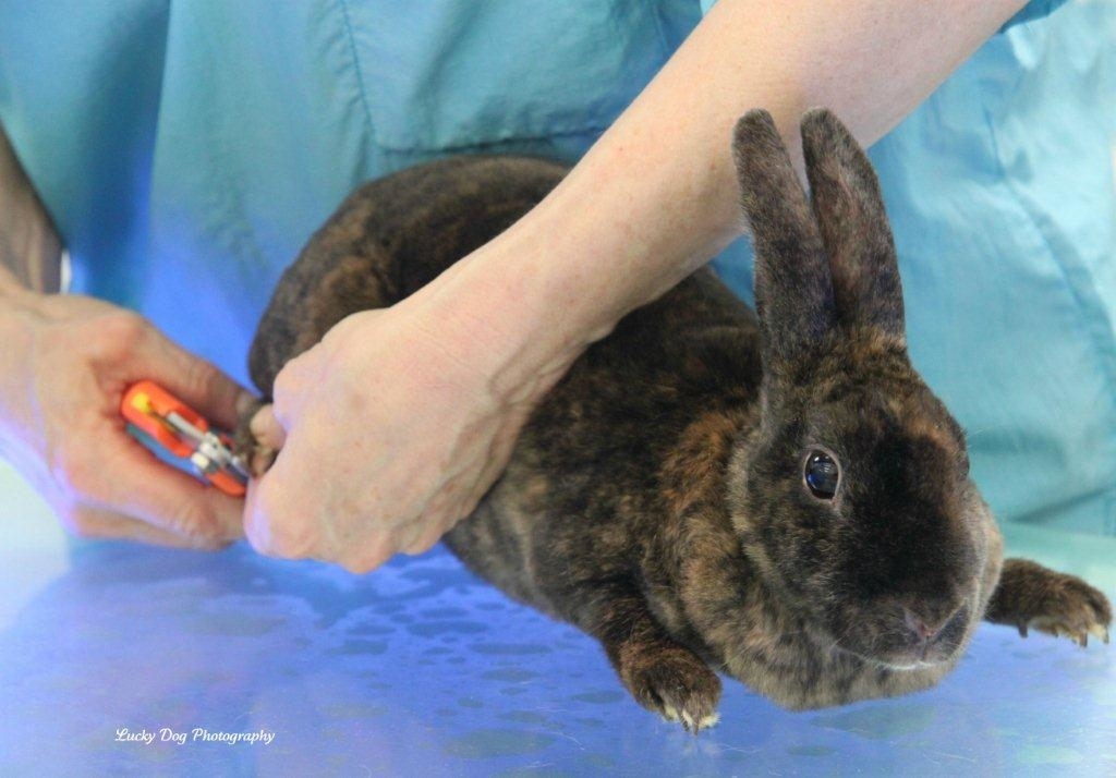 Images Brushcuts Professional Pet Grooming