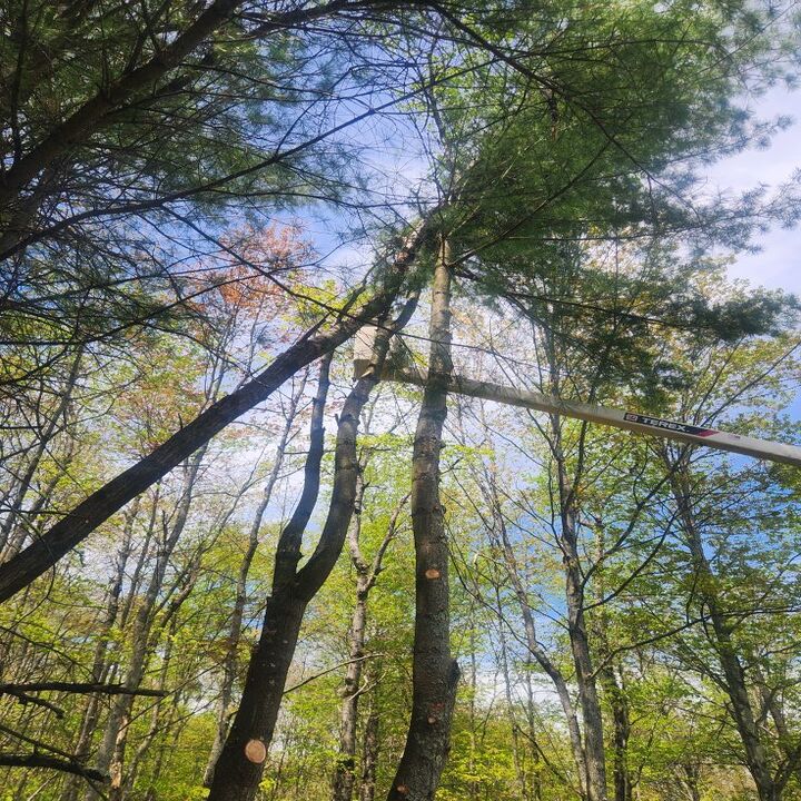 Saar's Tree Service LLC Image