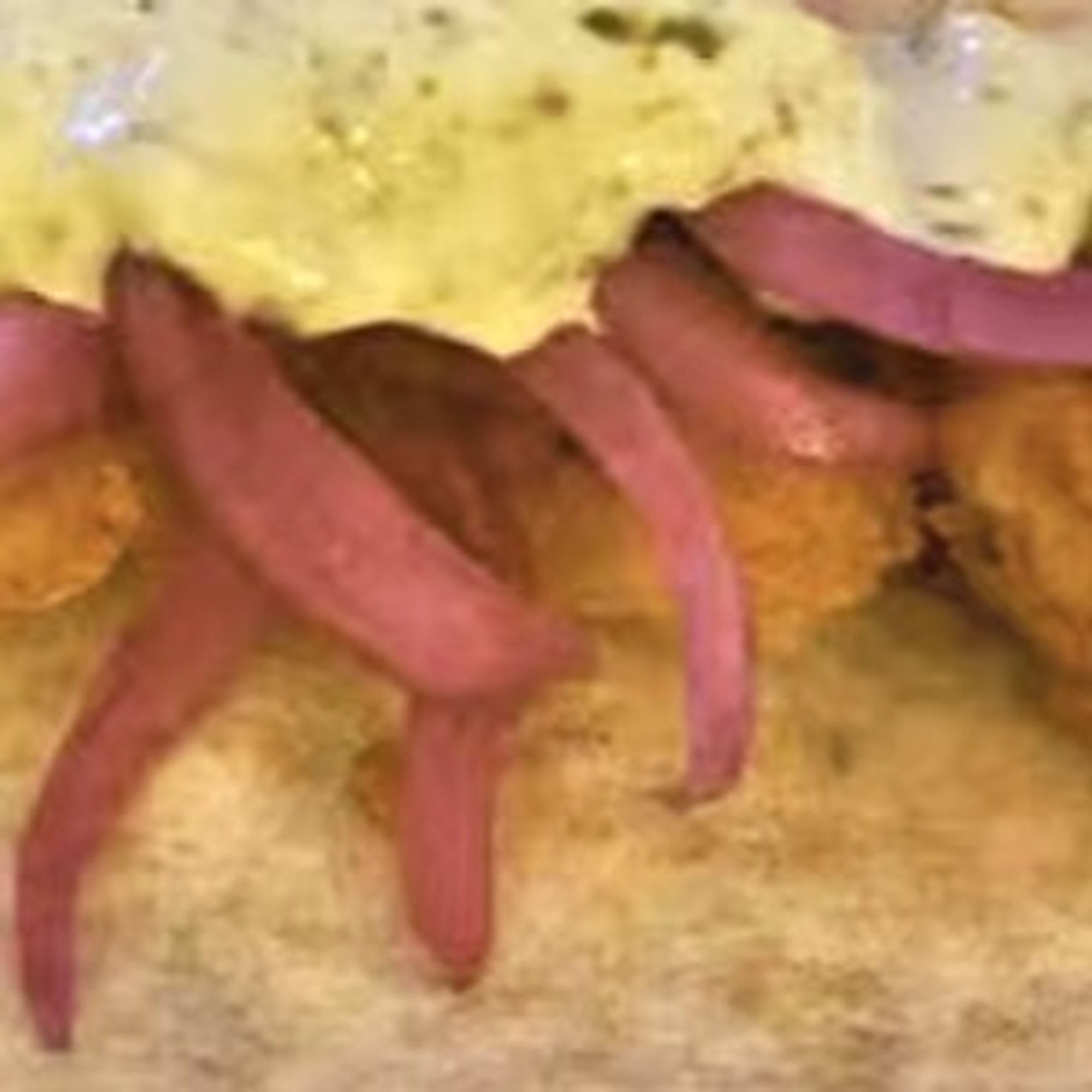 Crispy Shrimp Tacos (Kids)