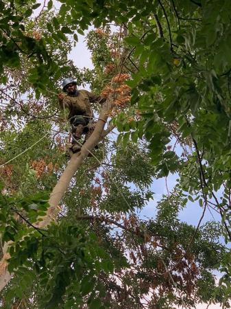 Tree service in San Jose, CA. Tree service in San Jose, CA.