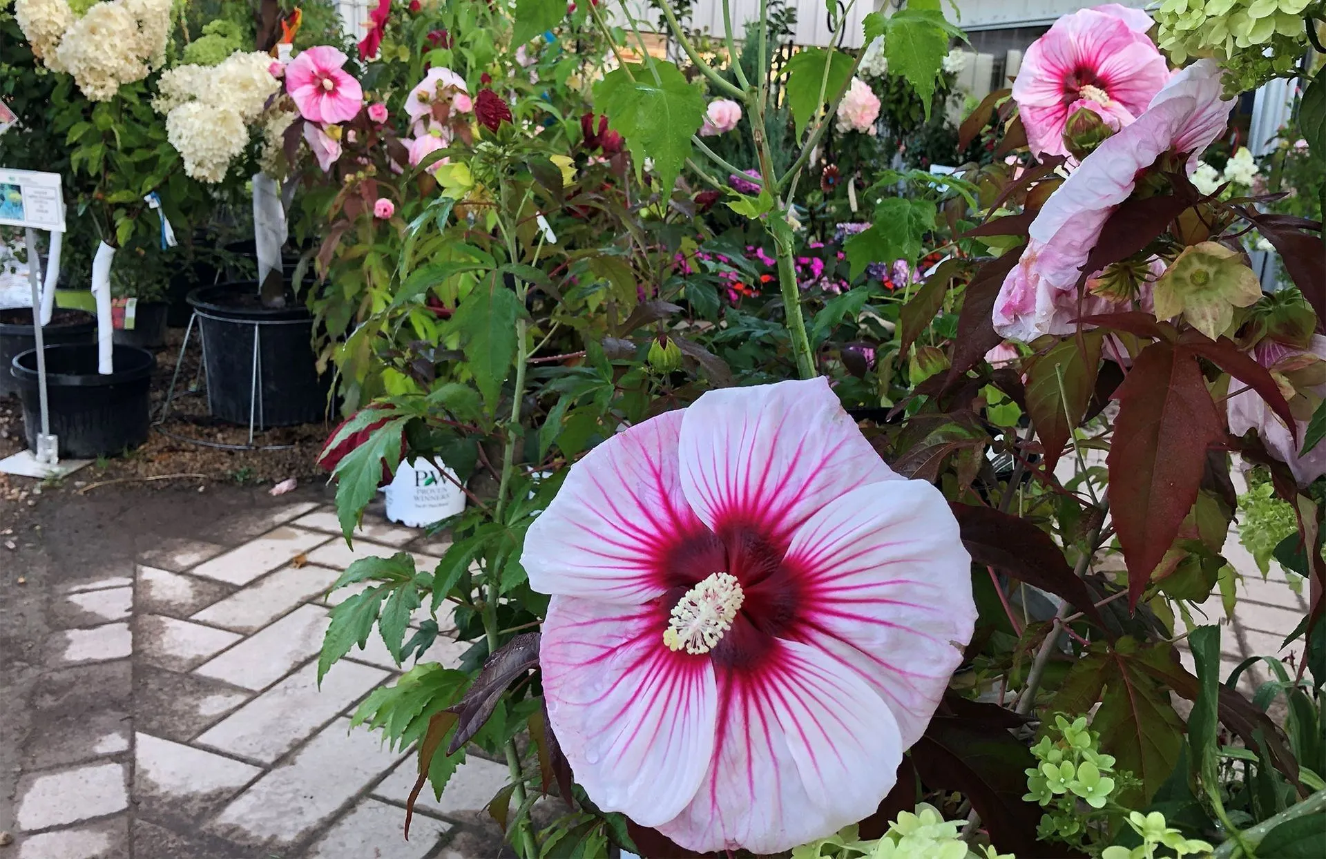 Perennials and Annuals