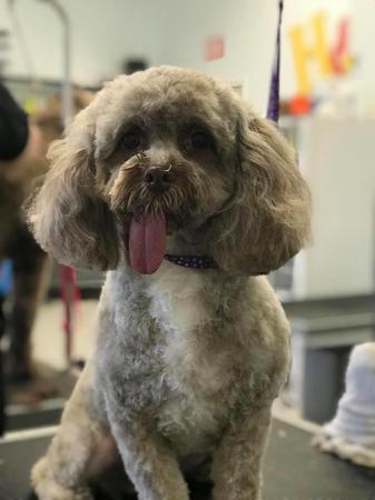 Images Grooming Haven