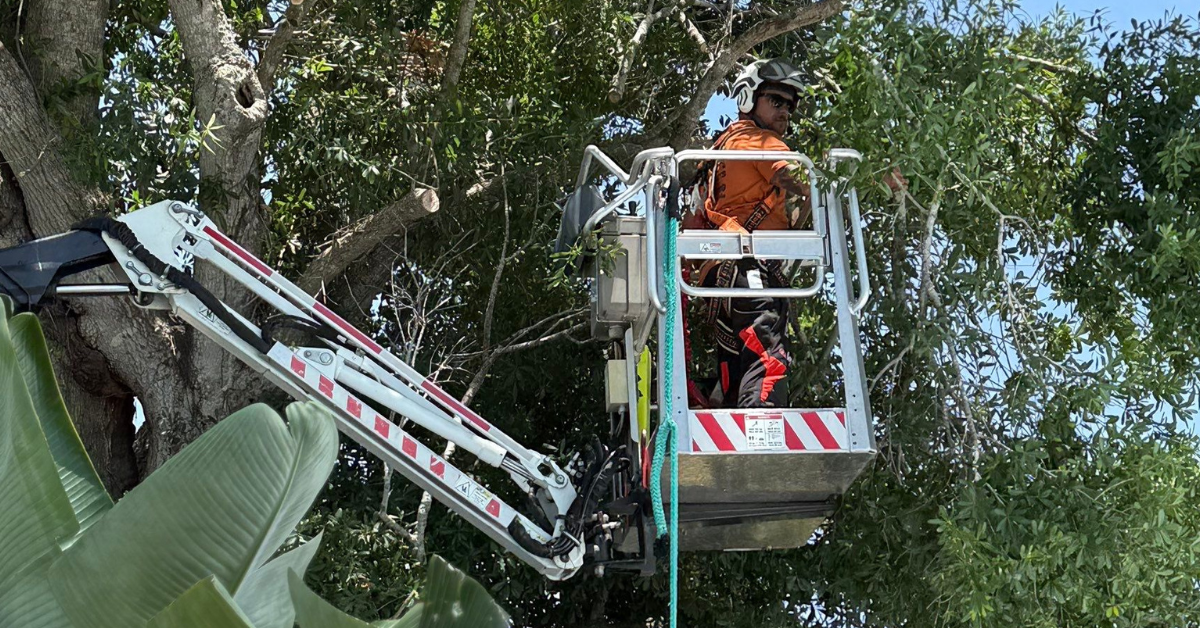 My Florida Tree Guys Image