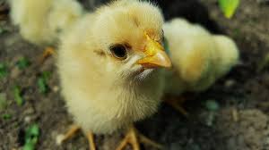 Baby Chick Feeder