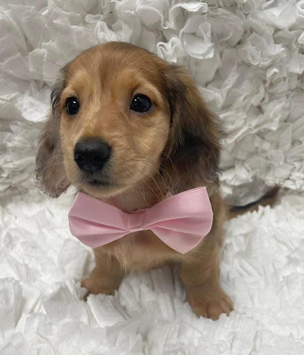 Furry Babies Rockford