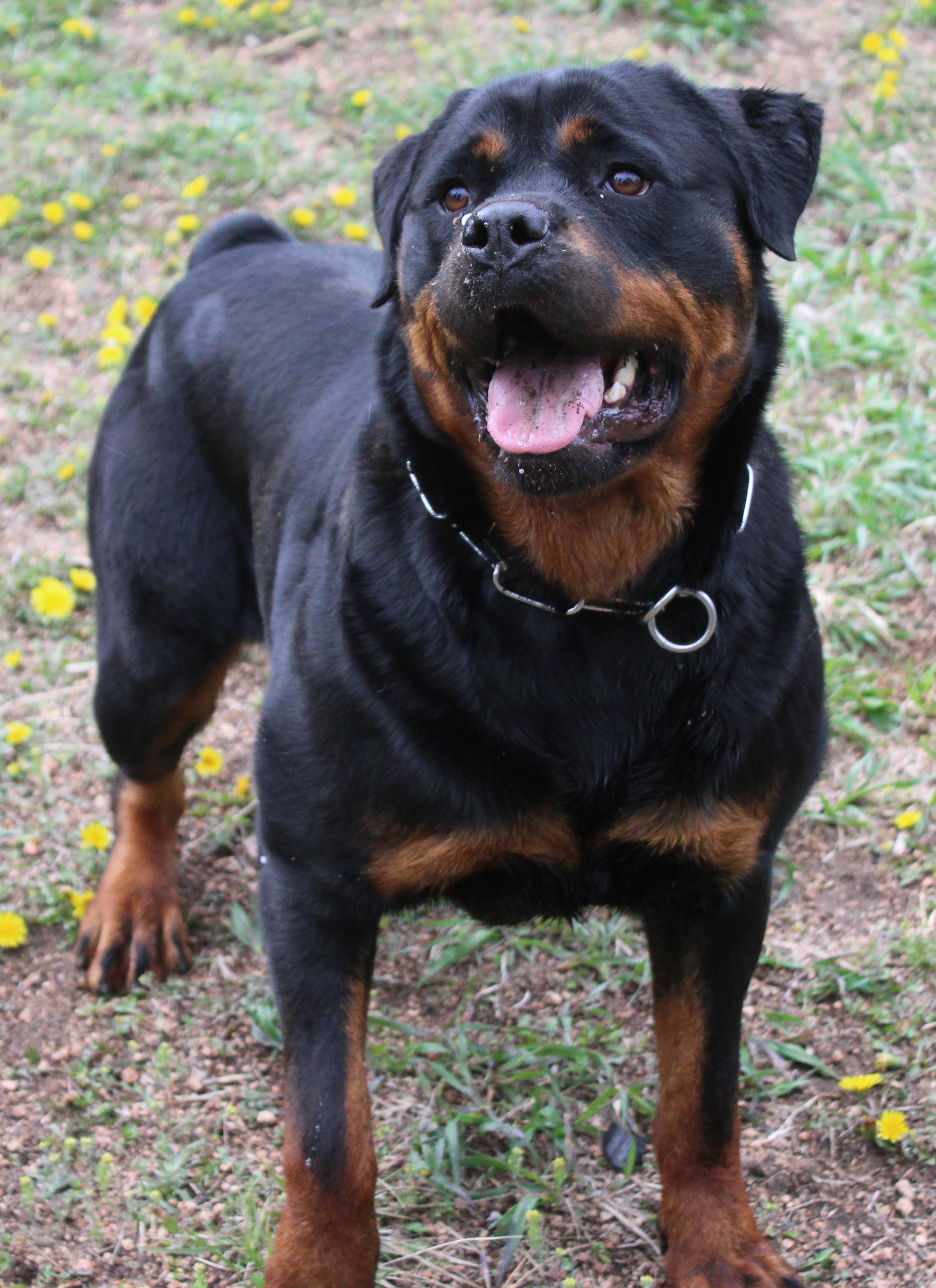 Vom Reece Haus Rottweilers Logo