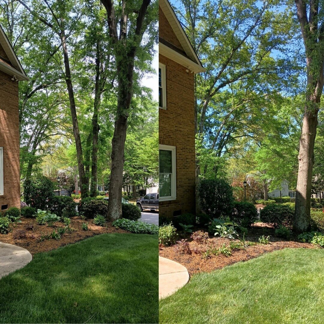 ALPHA TREE CARE LLC Image