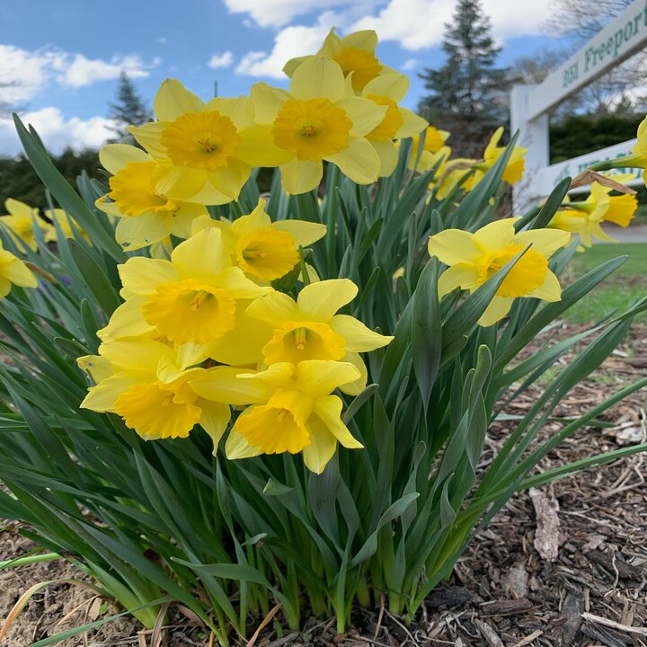 Heasley's Nursery Inc Image