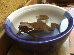Water Bowls