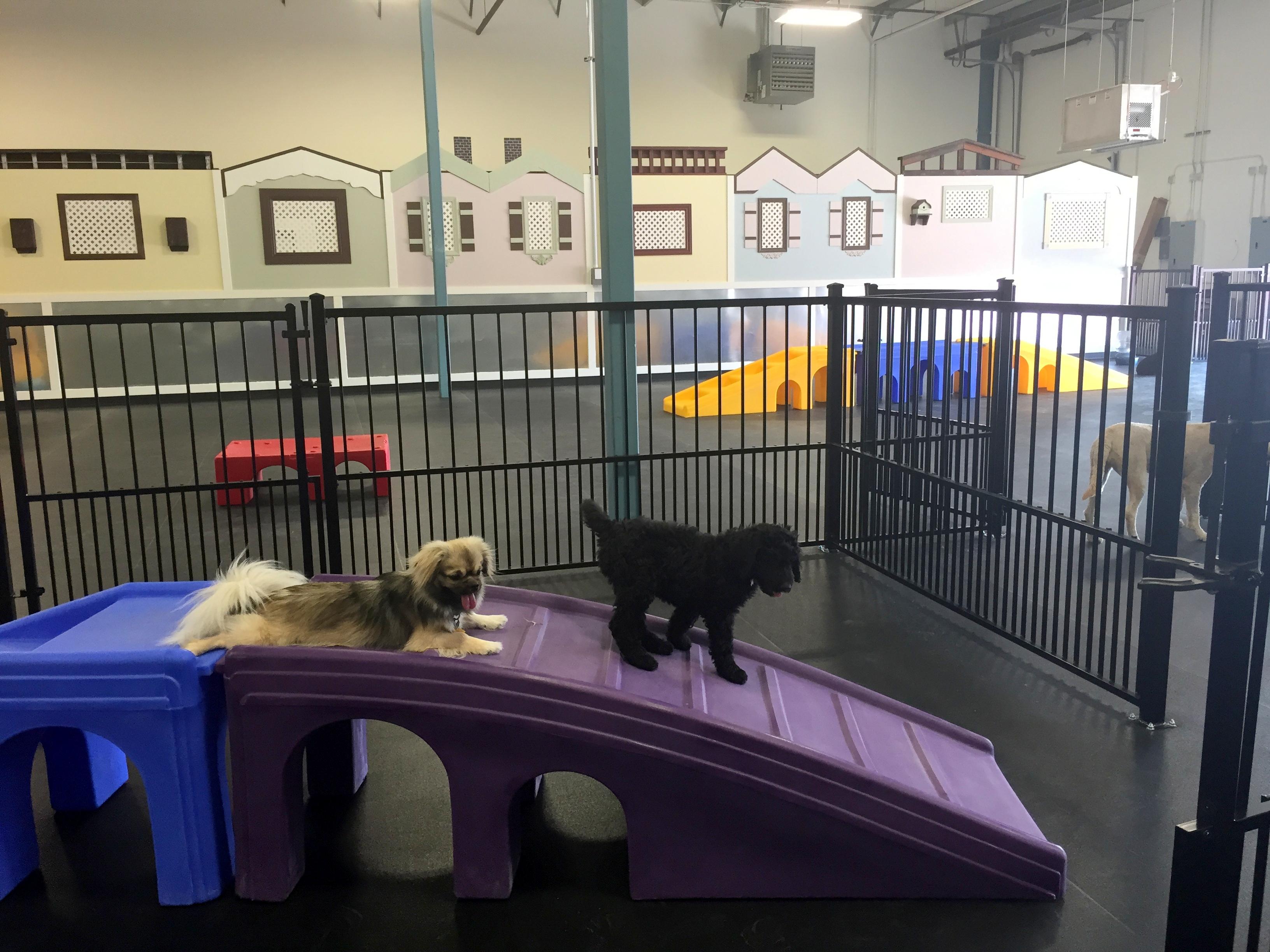 Doodle Dog Daycare, Boarding and Grooming Photo