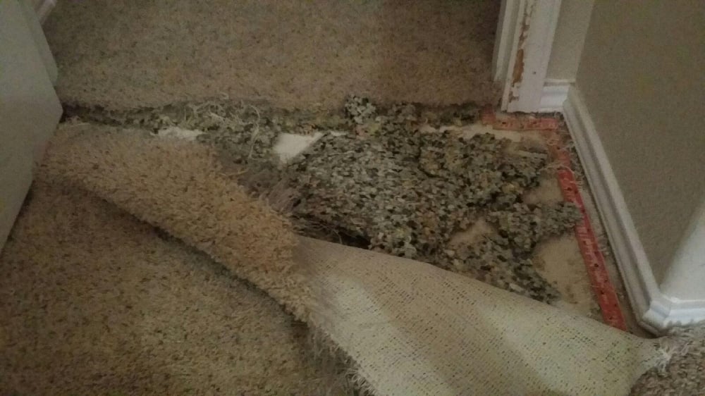 Zachary Carpet Care, INC Logo