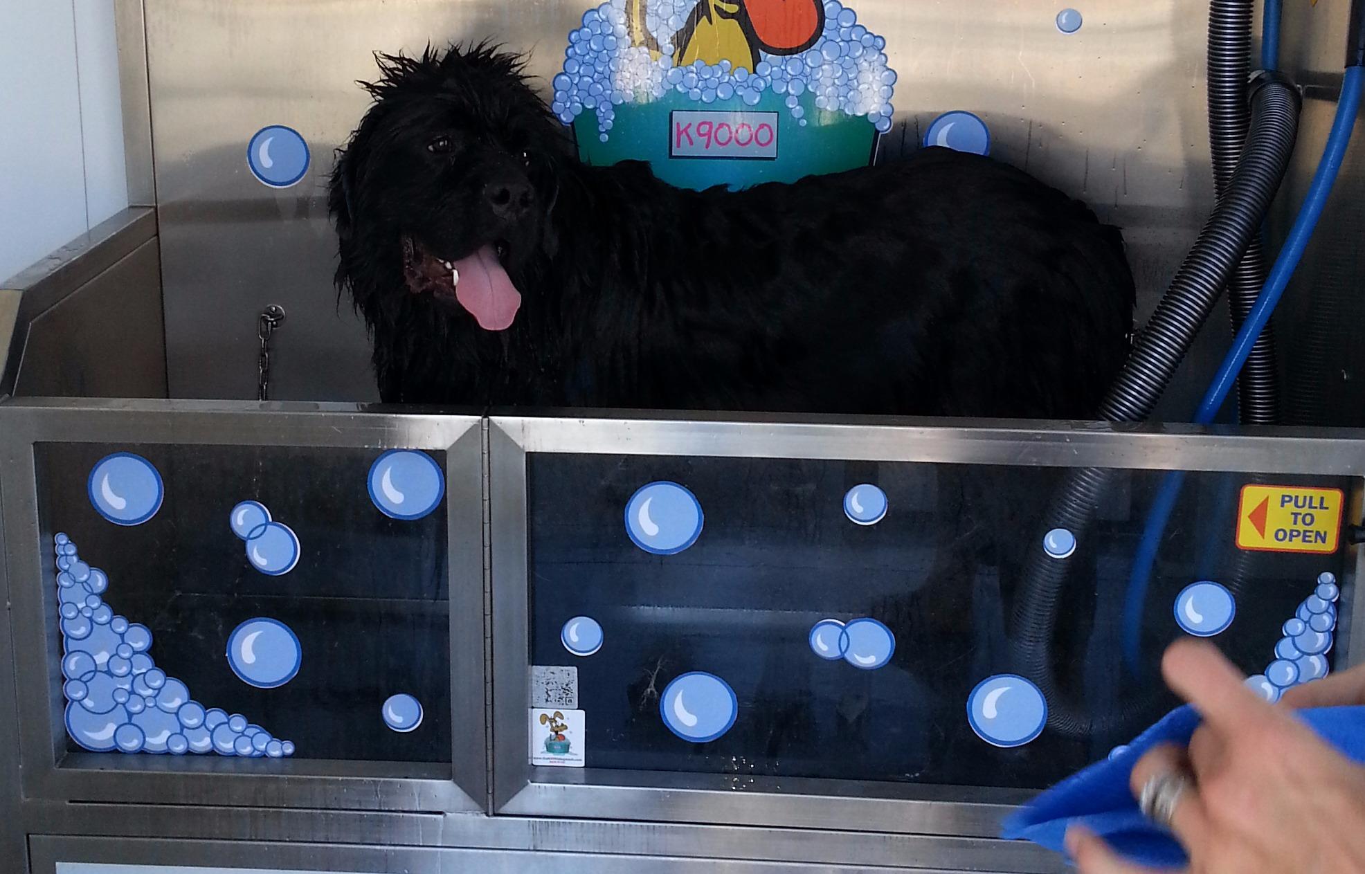 Dog Wash