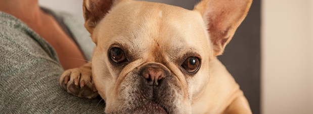 The Country Vet Photo