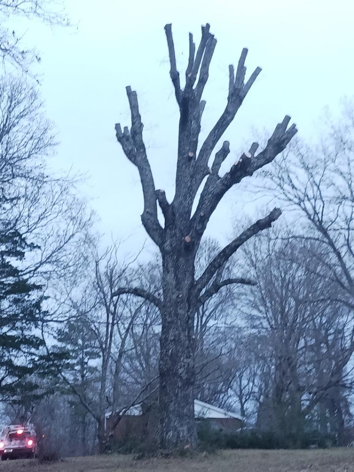 Bob Evans Tree Service Image