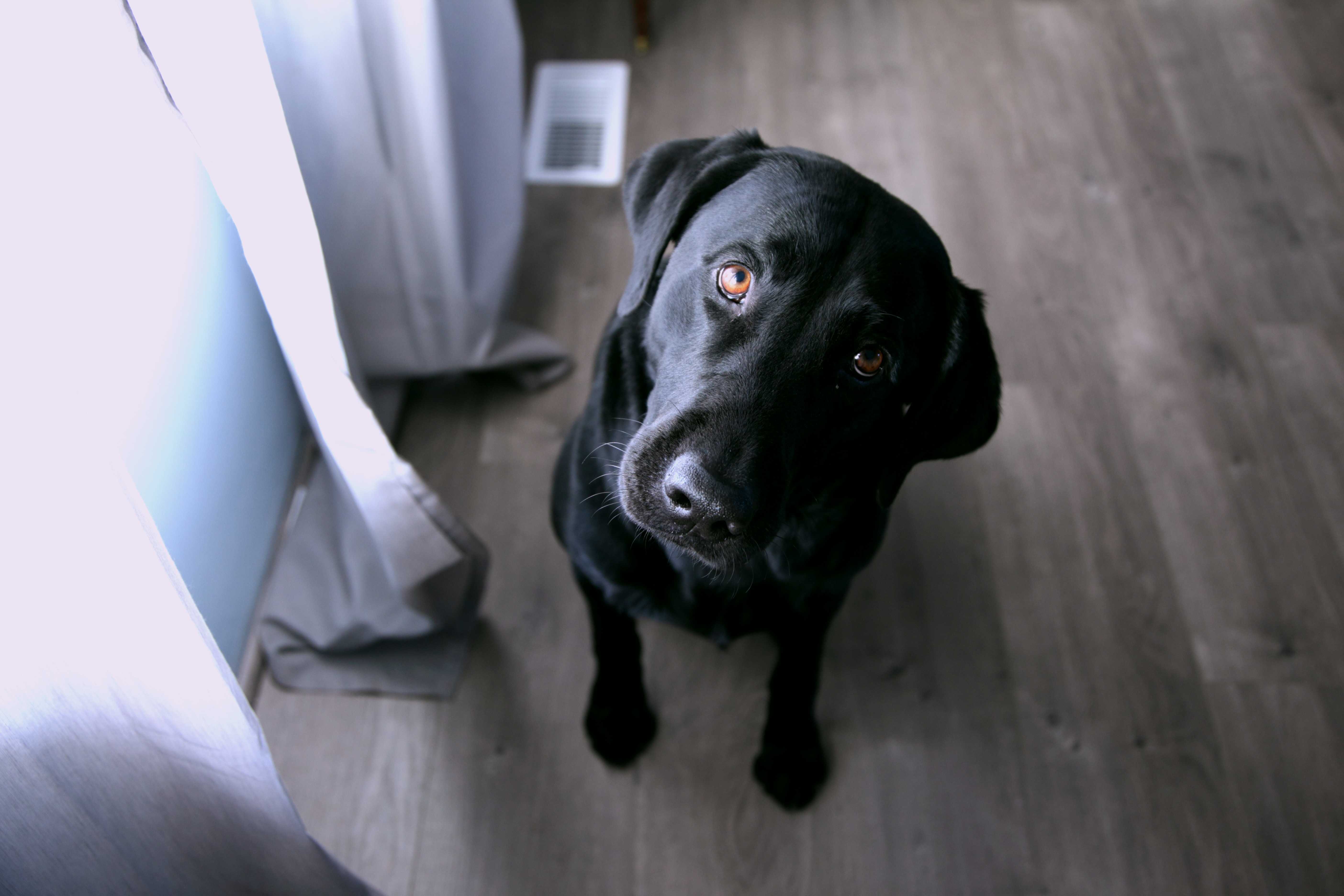 Karen's Canine Kitchen Photo