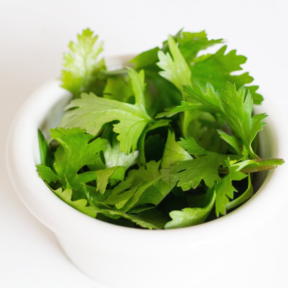 Organic Cilantro