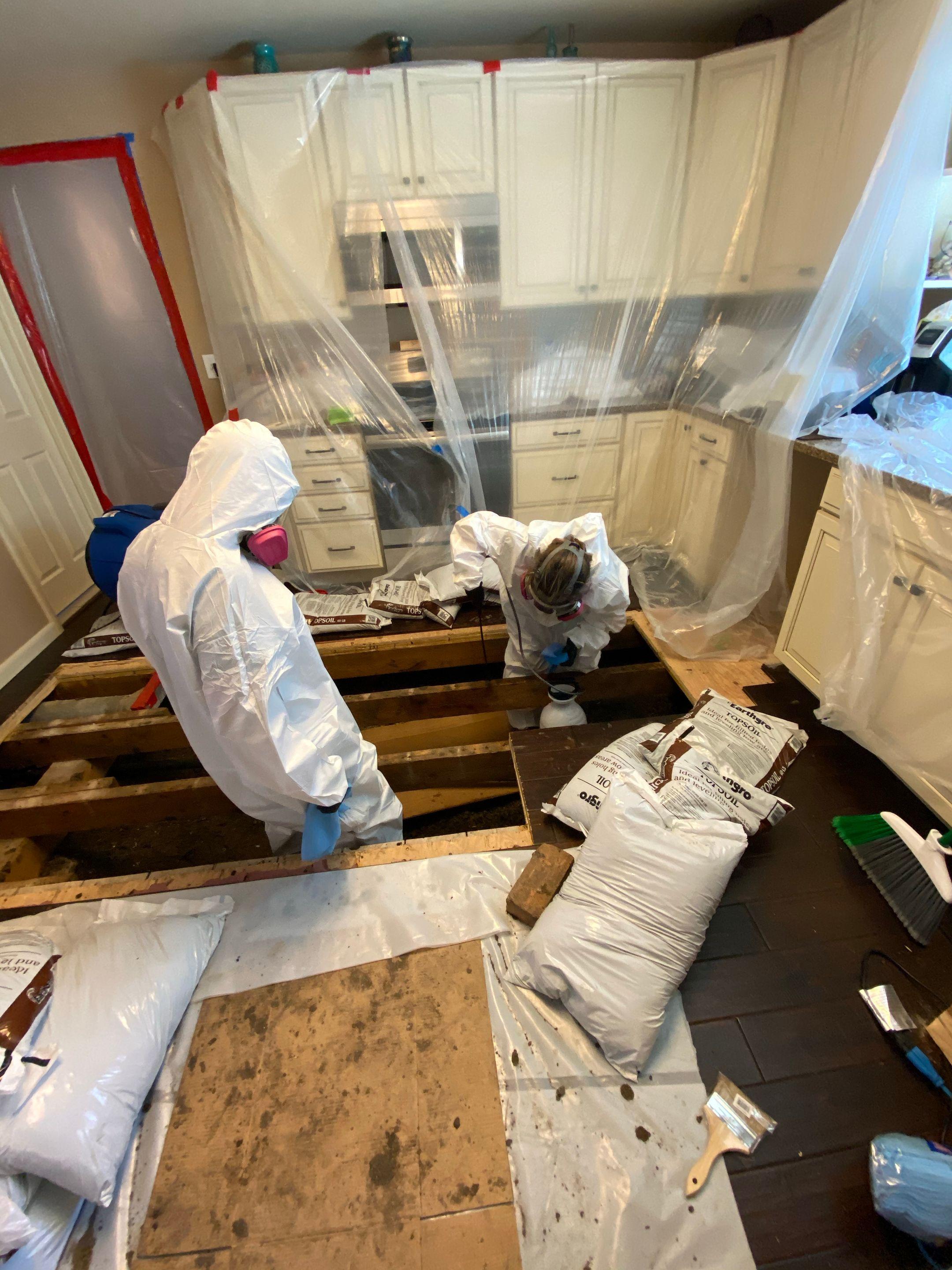 Anatom Restoration Image