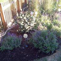 Extreme Landscaping LLC Photo