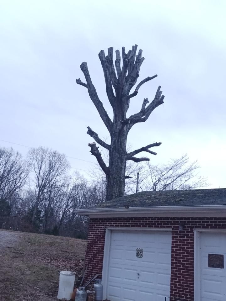 Bob Evans Tree Service Image