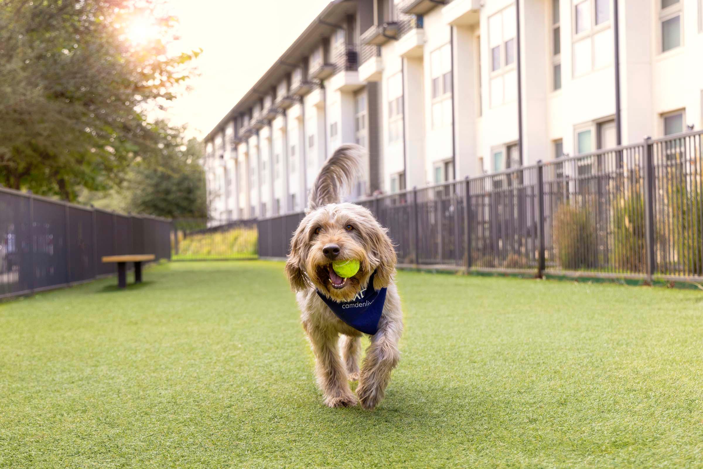 Dog model in one of two onsite, gated dog parks