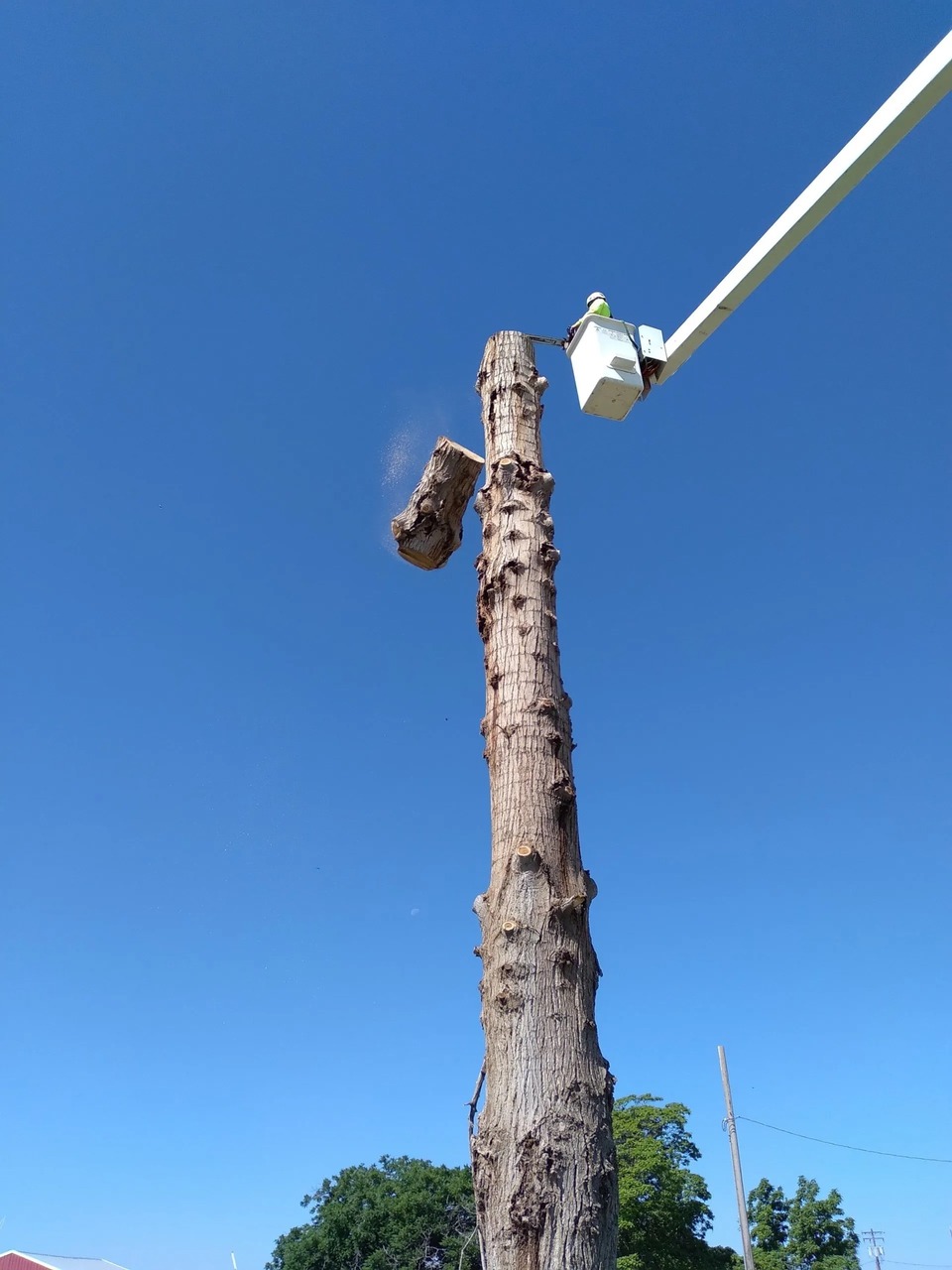 Trickinnex Tree Trimming &amp; Falling LLC Logo