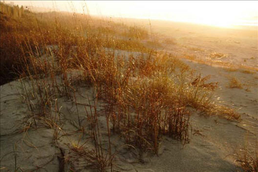 Beach Counseling & Psychotherapy Associates