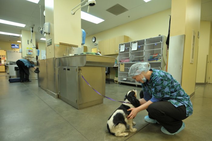 VCA Alameda East Veterinary Hospital in Denver, CO  (303) 5586...